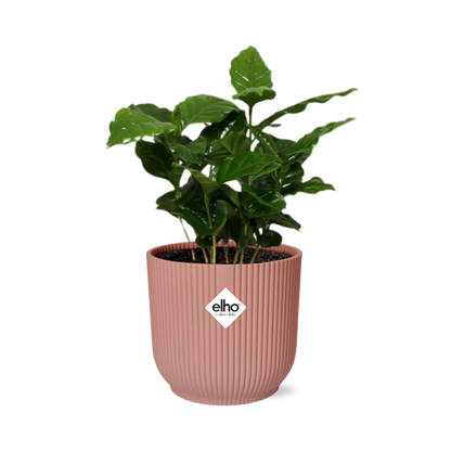 Arabica-Kaffee Pflanze in ELHO Vibes Fold 14cm - Pflanzfix24