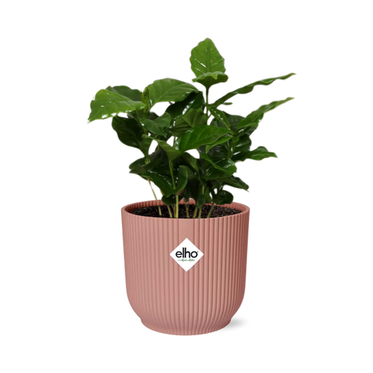 Arabica-Kaffee Pflanze in ELHO Vibes Fold 14cm - Pflanzfix24