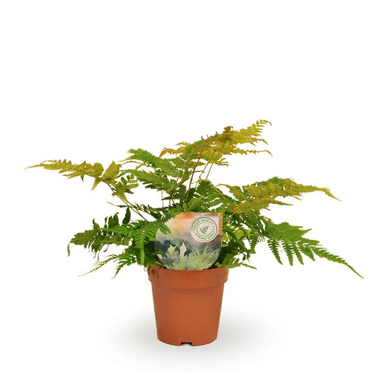 Dryopteris Erythrosora - Ø12cm - ↕35cm - Pflanzfix24