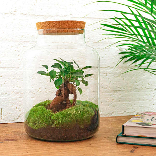DIY Flaschengarten Set - Milky Bonsai - 30 cm - Rake + Shovel - Pflanzfix24.de - Pflanzfix24.de