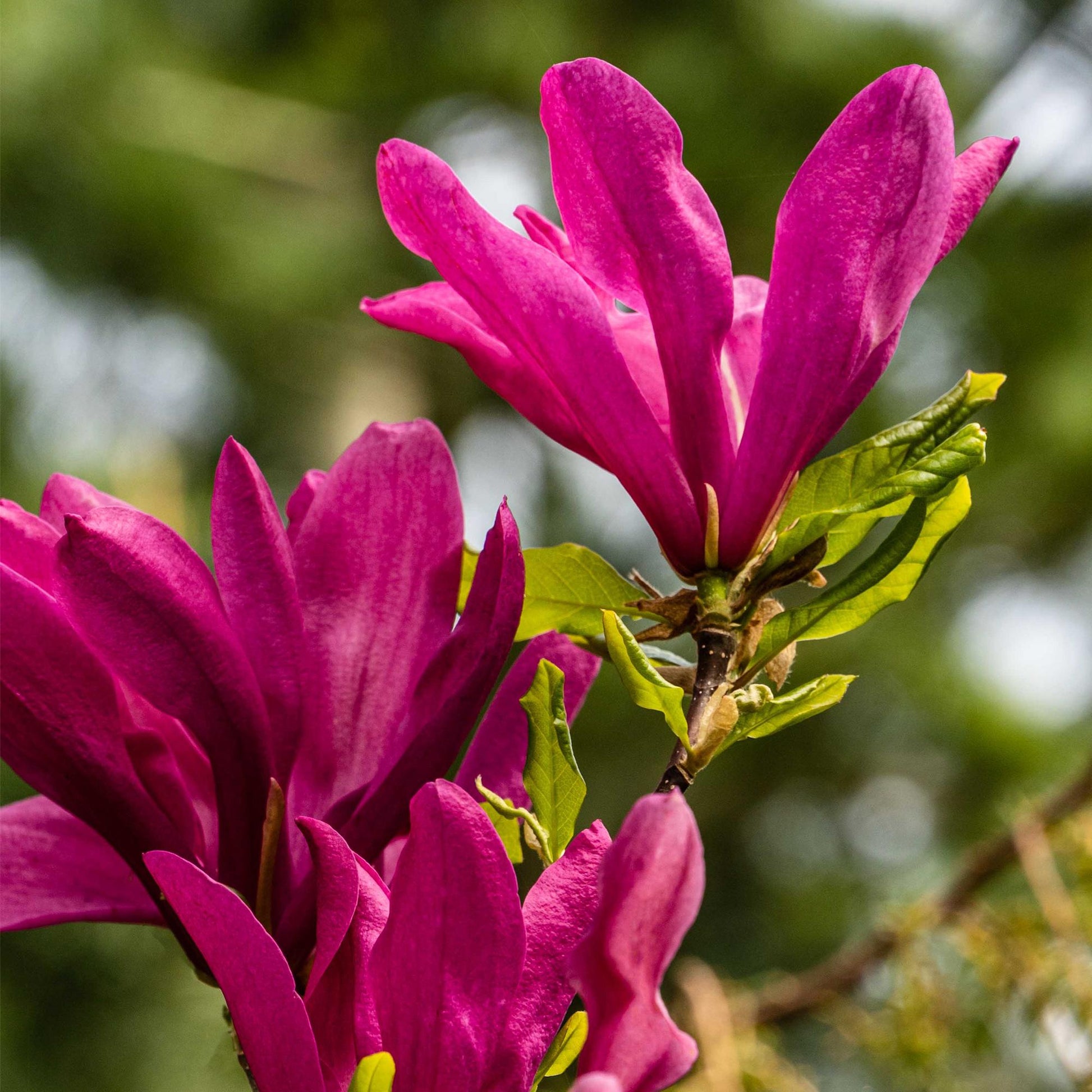 Pflanzfix24.de - Magnolia Susan - Blumen Dunkelrosa - 1 Pflanze - Topf 17cm - Pflanzfix24.de