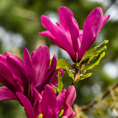 Pflanzfix24.de - Magnolia Susan - Blumen Dunkelrosa - 1 Pflanze - Topf 17cm - Pflanzfix24.de