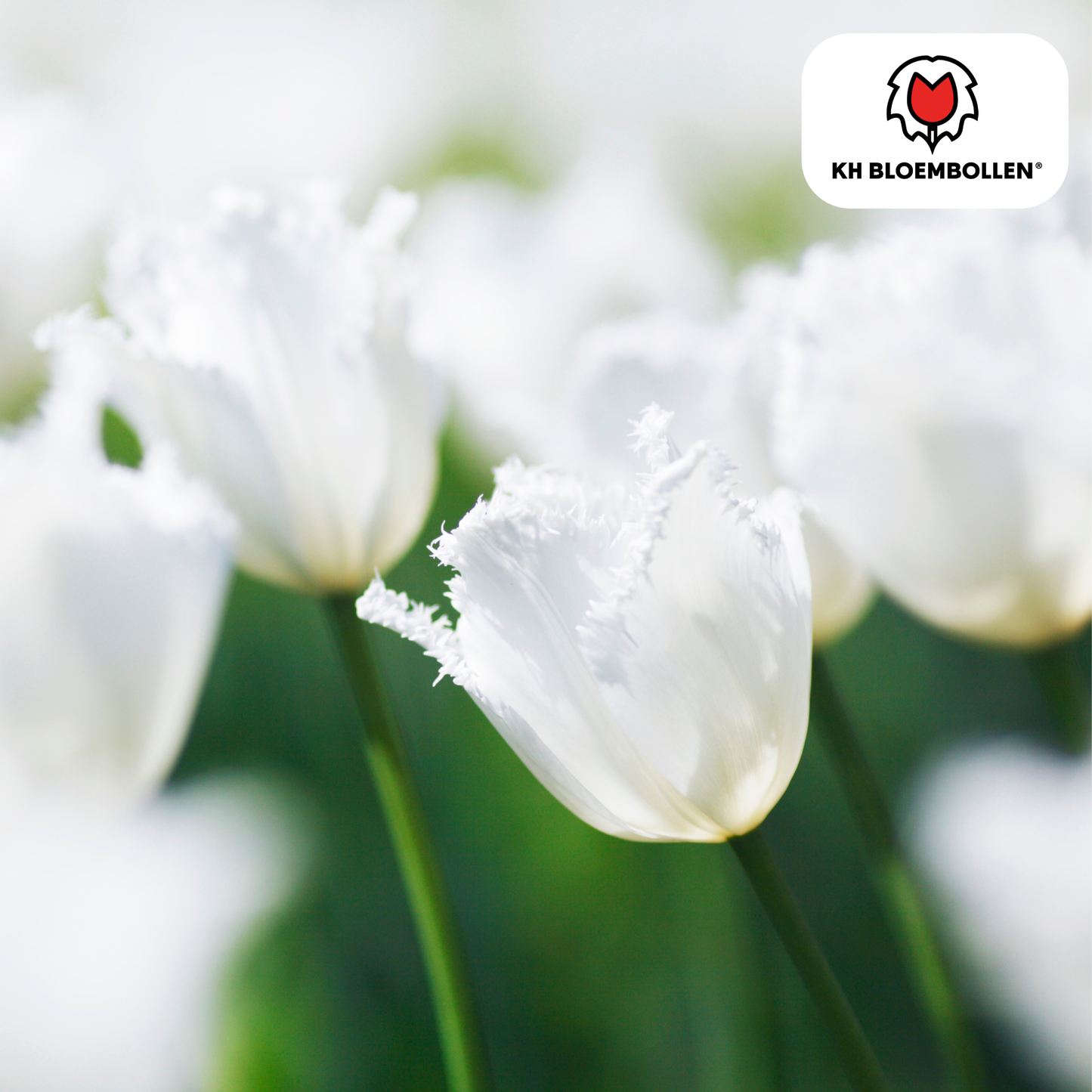 Tulpenbollen Honeymoon - 20 Stuks | KH Bloembollen® - Pflanzfix24