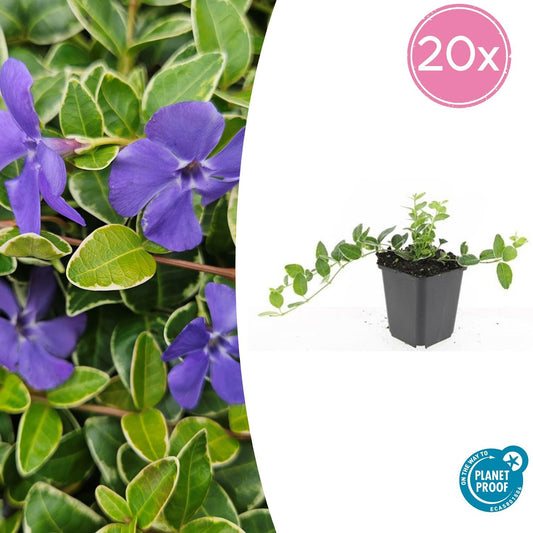 20x Vinca minor 'Ralph Shugert' - ↕10-25cm - Ø9cm bei Pflanzfix24.de - Pflanzfix24.de