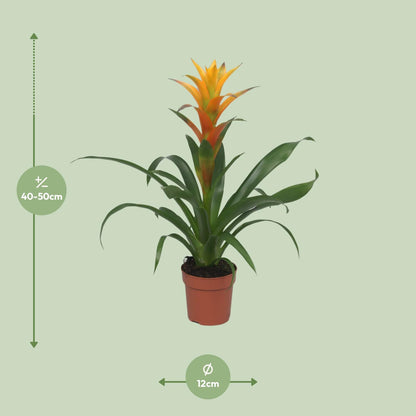 Guzmania Solara - Ø12cm - ↕50cm bei Pflanzfix24