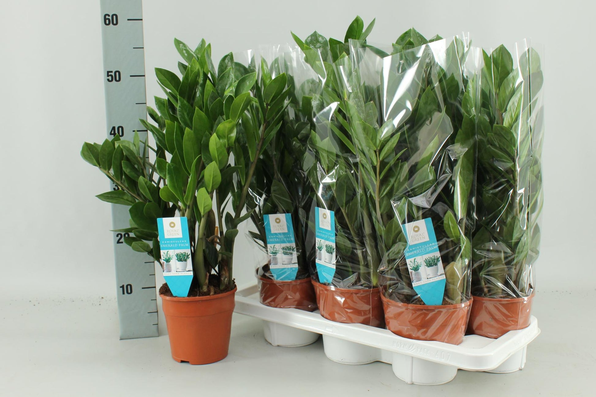 Zamioculcas Pflanze Ø14cm – Robust & Pflegeleicht | Pflanzfix24.de - Pflanzfix24.de