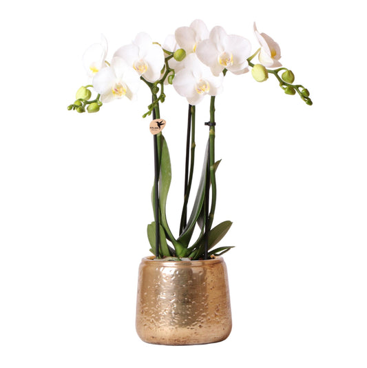 Kolibri Orchideen Phalaenopsis Amabilis Weiß Ø9 cm goldener Ziertopf | Pflanzfix24.de - Pflanzfix24.de