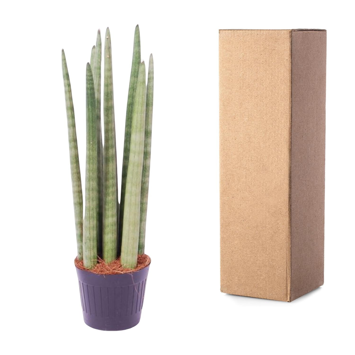 Sansevieria 'Spaghetti' Ø10,5cm – 40cm hoch | Pflanzfix24.de - Pflanzfix24.de