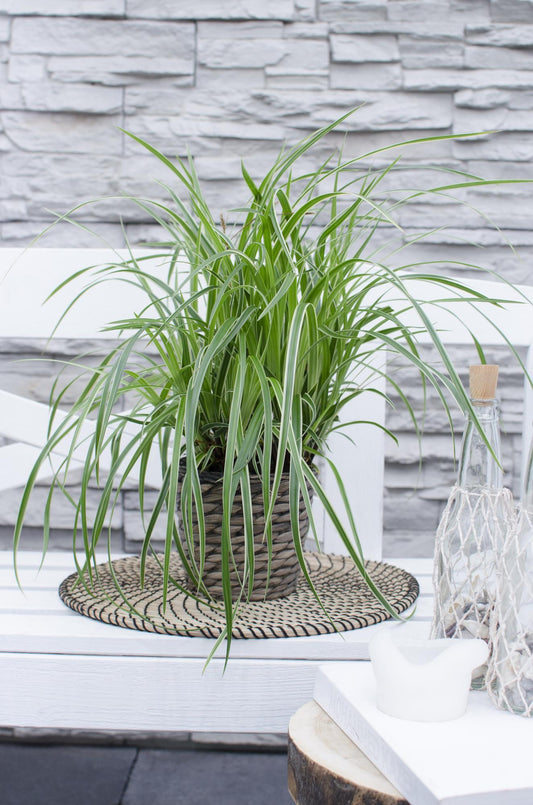 3x - Carex morrowii 'Ice Dance' - ↨30cm - Ø14 - Pflanzfix24.de - Pflanzfix24.de