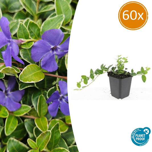 60x Vinca minor 'Argenteovariegata' - Pflanzfix24.de - Pflanzfix24.de