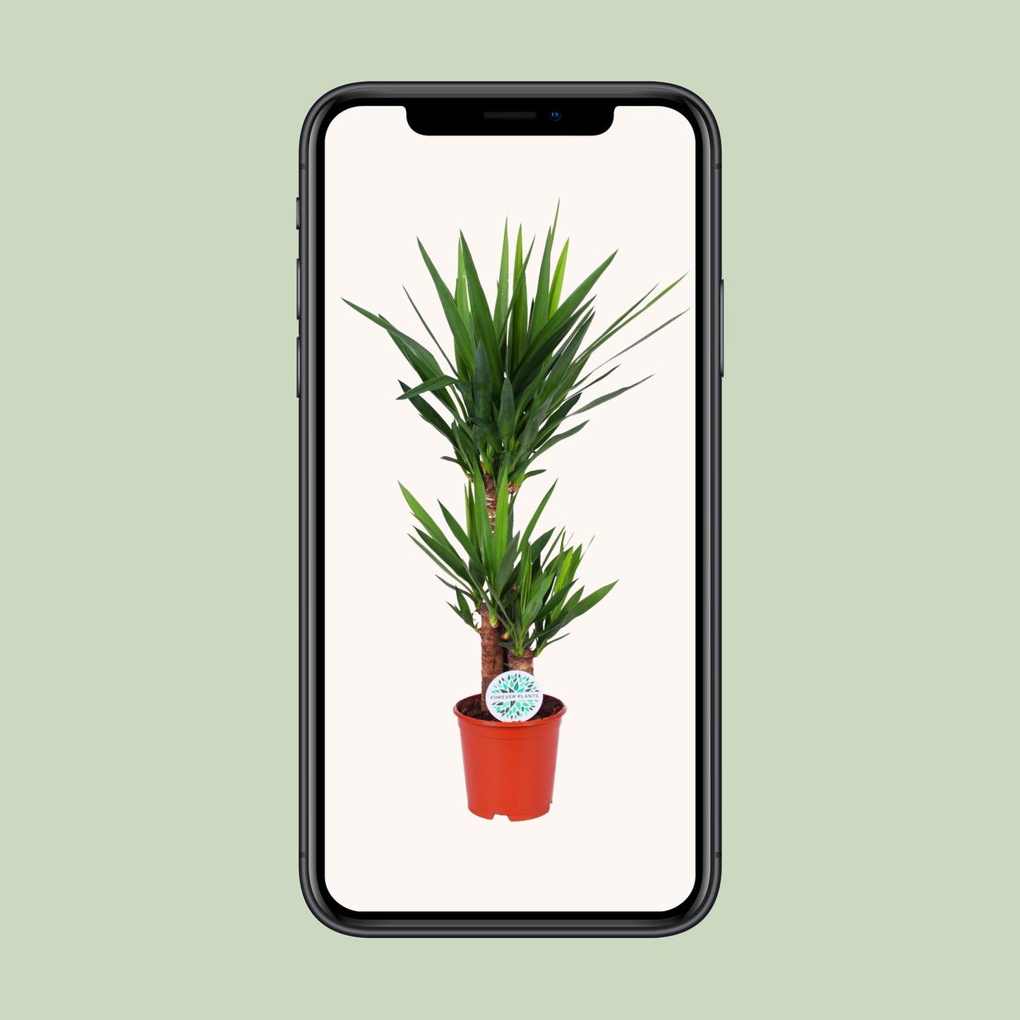 Yucca Elephantipes - Ø21cm - ↕90cm bei Pflanzfix24
