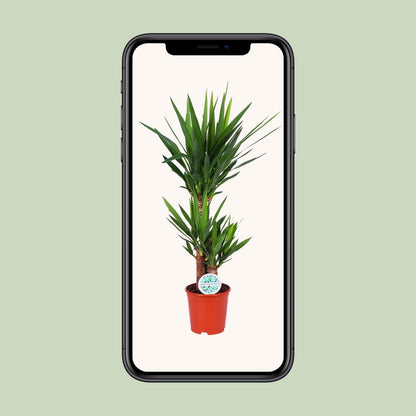 Yucca Elephantipes - Ø21cm - ↕90cm bei Pflanzfix24