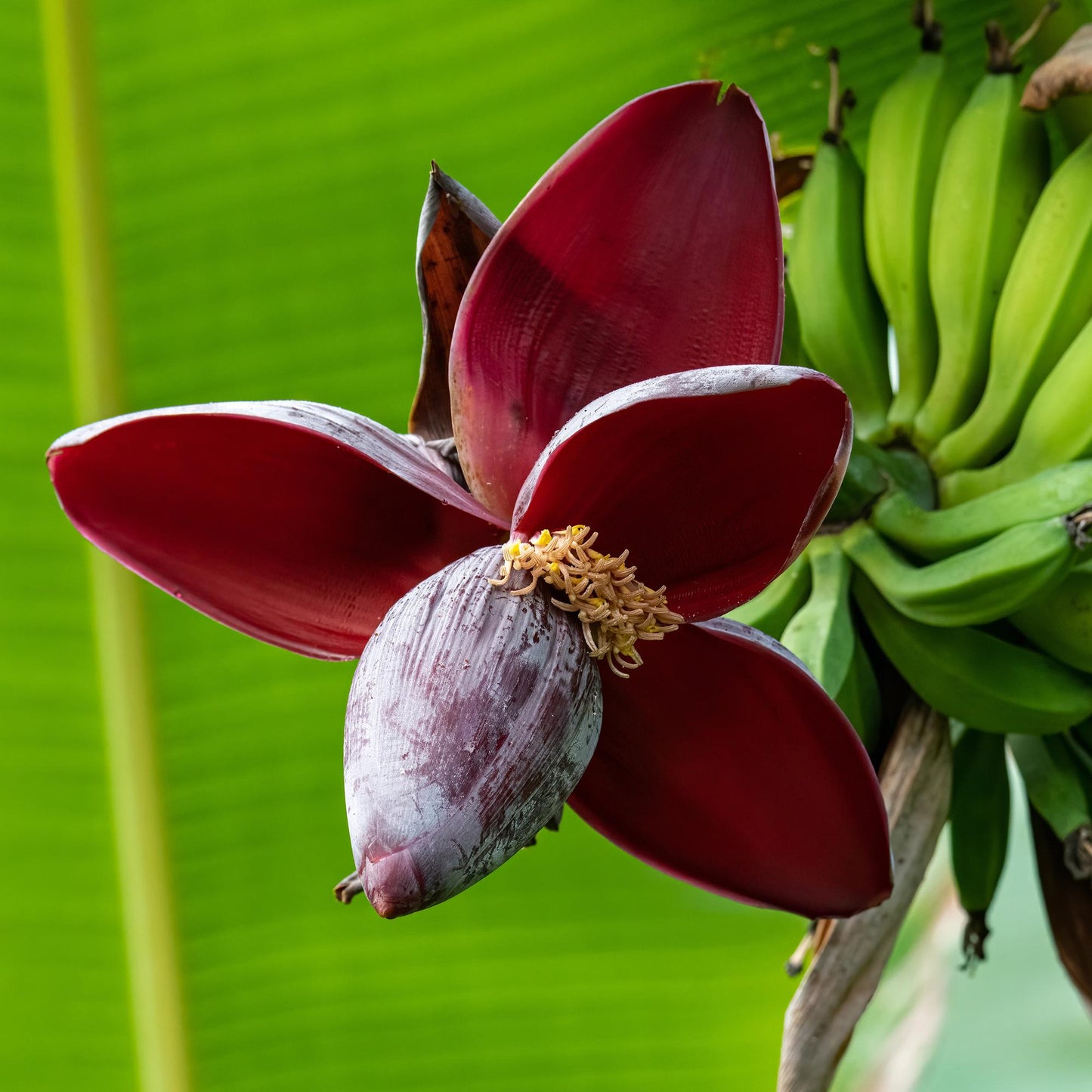 Bananenpflanze Musa sikkimensis Red Tiger - 4 Pflanzen - Topf 17cm - pflanzfix24