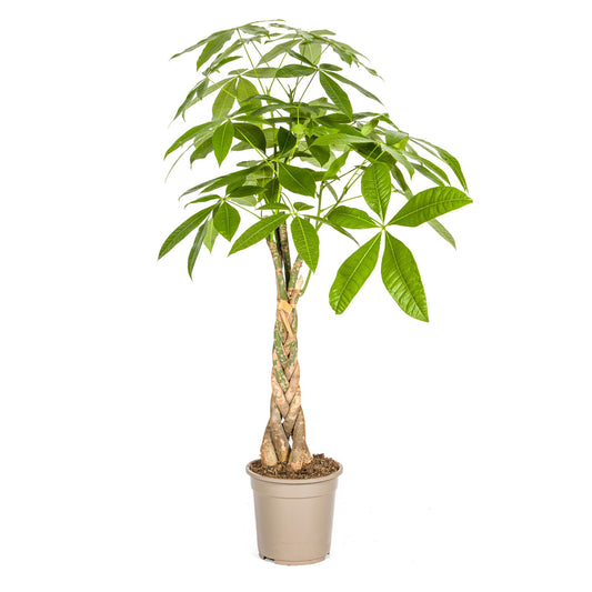 Pachira Aquatica Geldbaum Ø21cm 90-110cm – Pflanzfix24