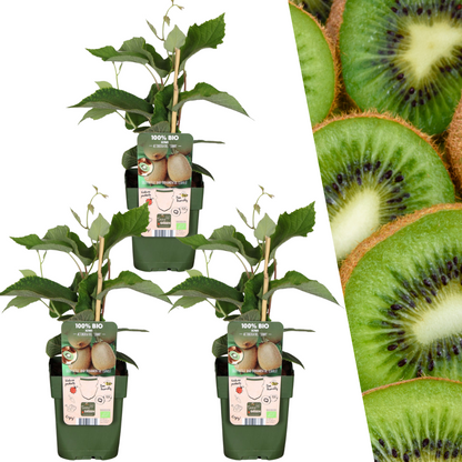 3 x Bio-Kiwi-Pflanzen - Ø 13 cm - ↨ 20 cm - Pflanzfix24