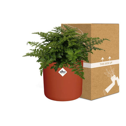 Asplenium Parvati in ELHO b.for soft rond 14cm brique - Pflanzfix24