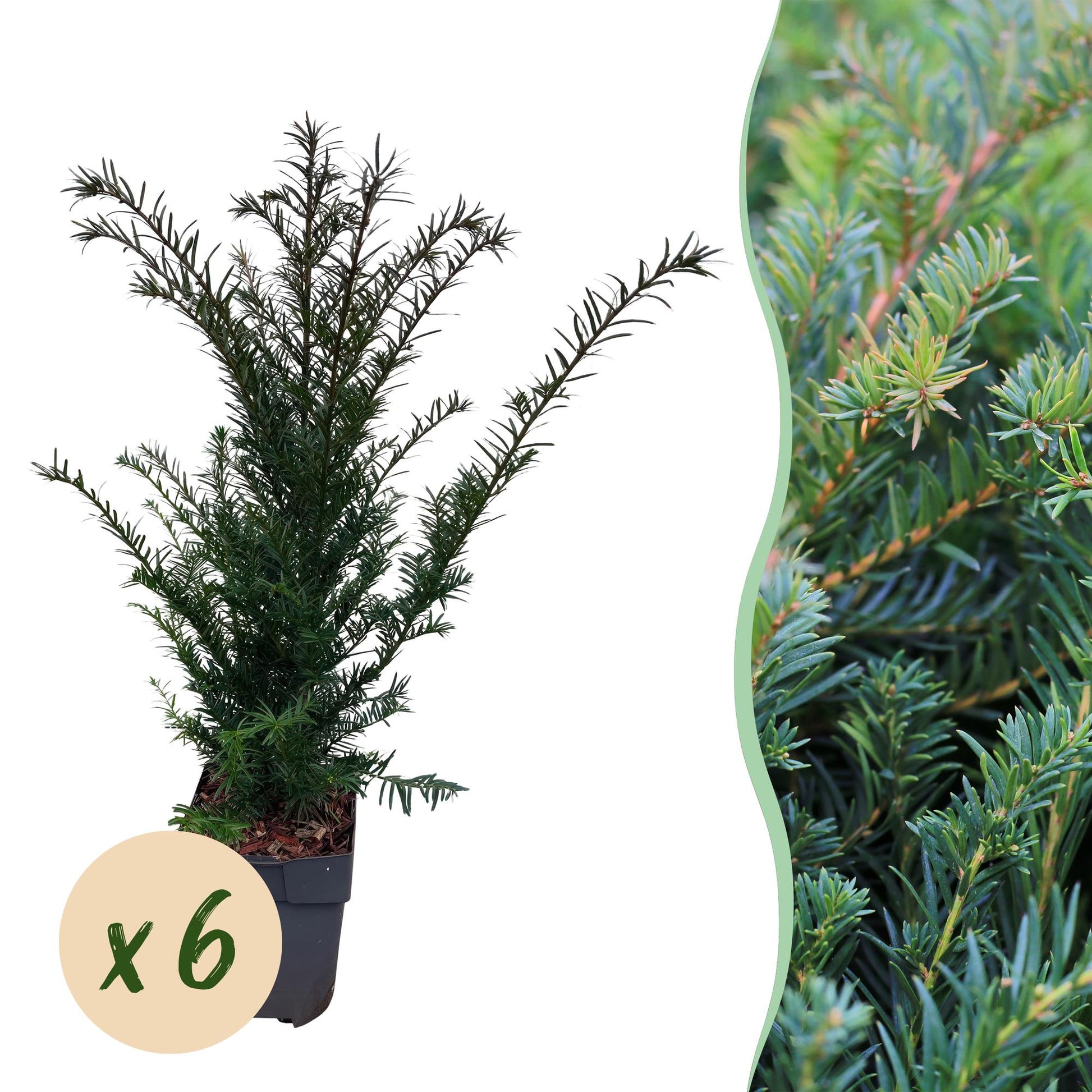 Heckenpflanzen - Taxus baccata - 6 Pflanzen - 1m - Topf 17cm Höhe 60cm - Pflanzfix24.de - Pflanzfix24.de