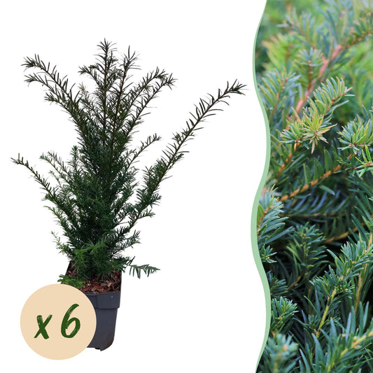 Heckenpflanzen - Taxus baccata - 6 Pflanzen - 1m - Topf 17cm Höhe 60cm - Pflanzfix24.de - Pflanzfix24.de