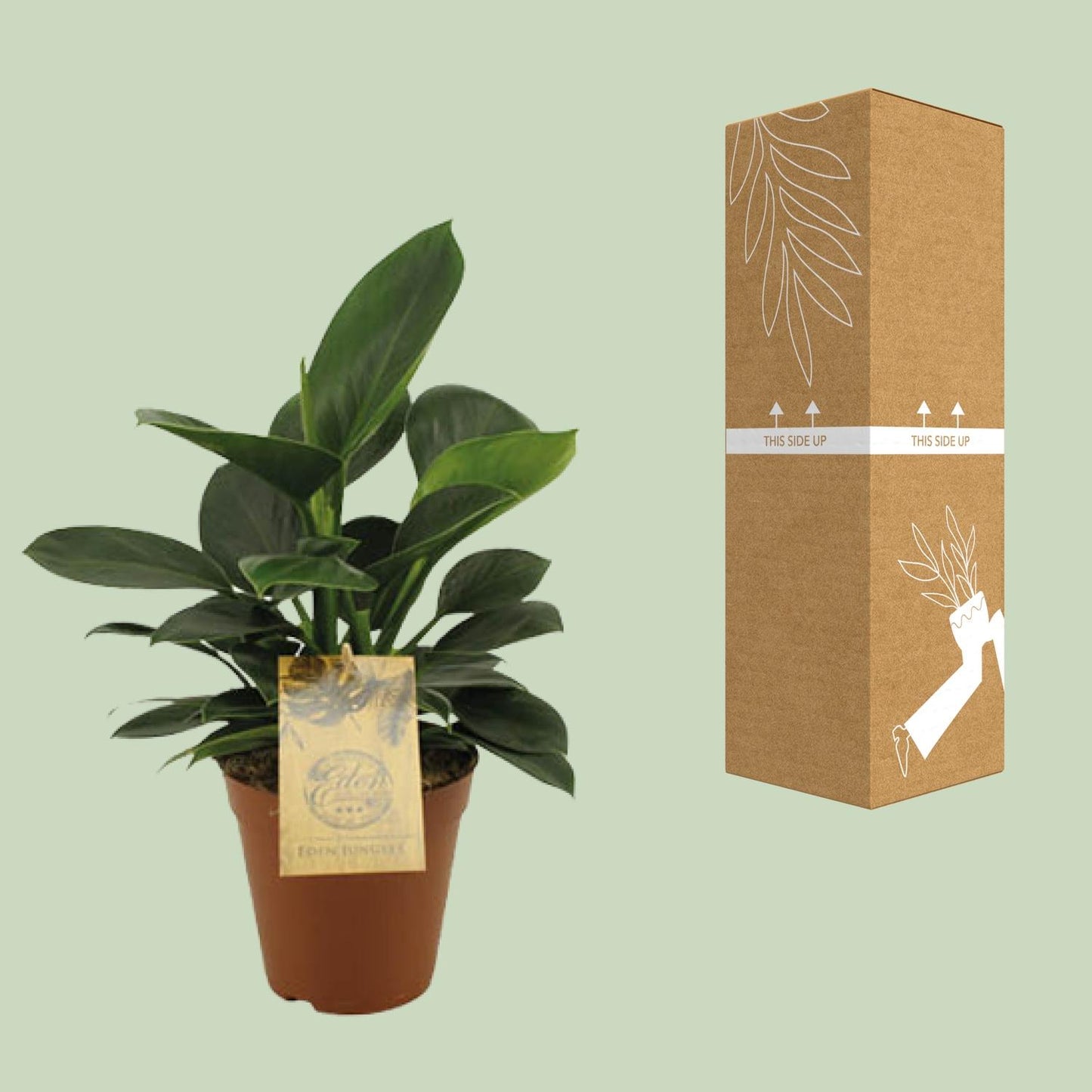Philodendron Oxypure - Ø15cm - ↕60cm - Pflanzfix24