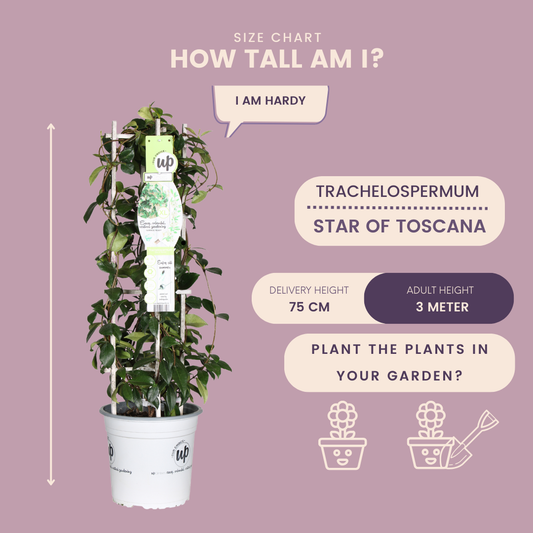 Gelber Toskanischer Jasmin 'Yellow Star' - Ø 23 cm - ↨ 75 cm - Pflanzfix24.de - Pflanzfix24.de