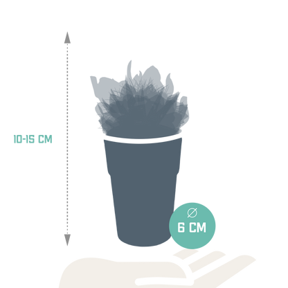 Cactus en vetplanten Mischung 5,5 cm | 15 stück - in gekleurde plasticpot - Pflanzfix24.de - Pflanzfix24.de