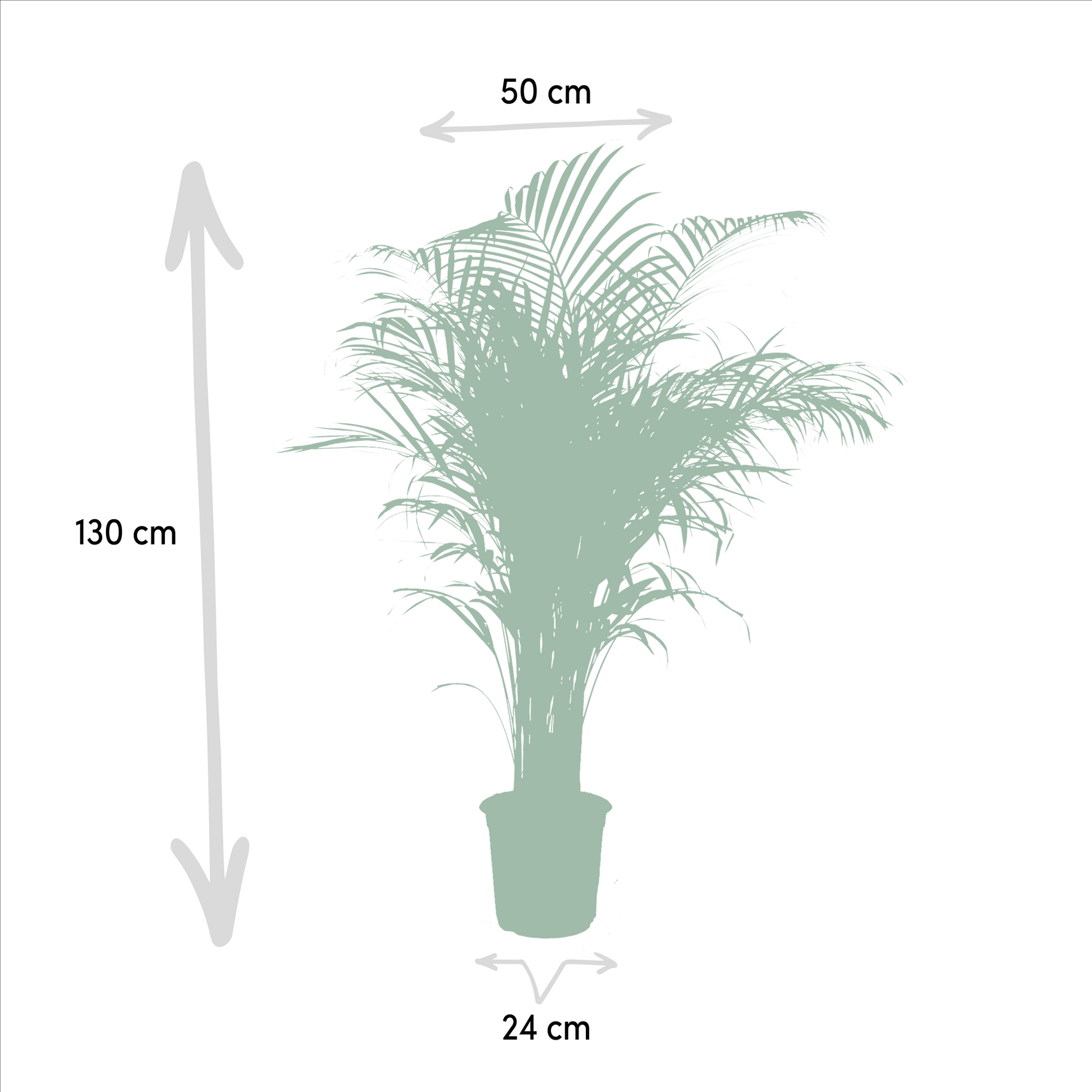 Areca-Palme - Ø21cm - ↕130cm - Pflanzfix24.de - Pflanzfix24.de