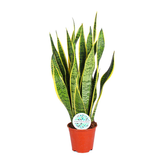 Sansevieria Trifasciata Laurentii Ø14cm | Pflegeleichte Zimmerpflanze – Pflanzfix24