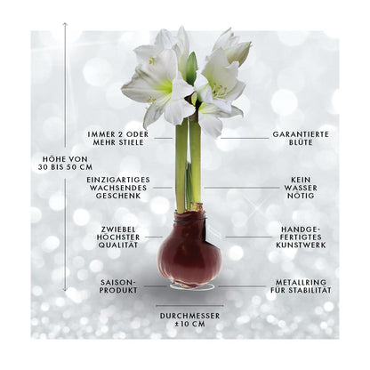 No Water Flowers® | Waxz® Colours - White + White flower - Pflanzfix24