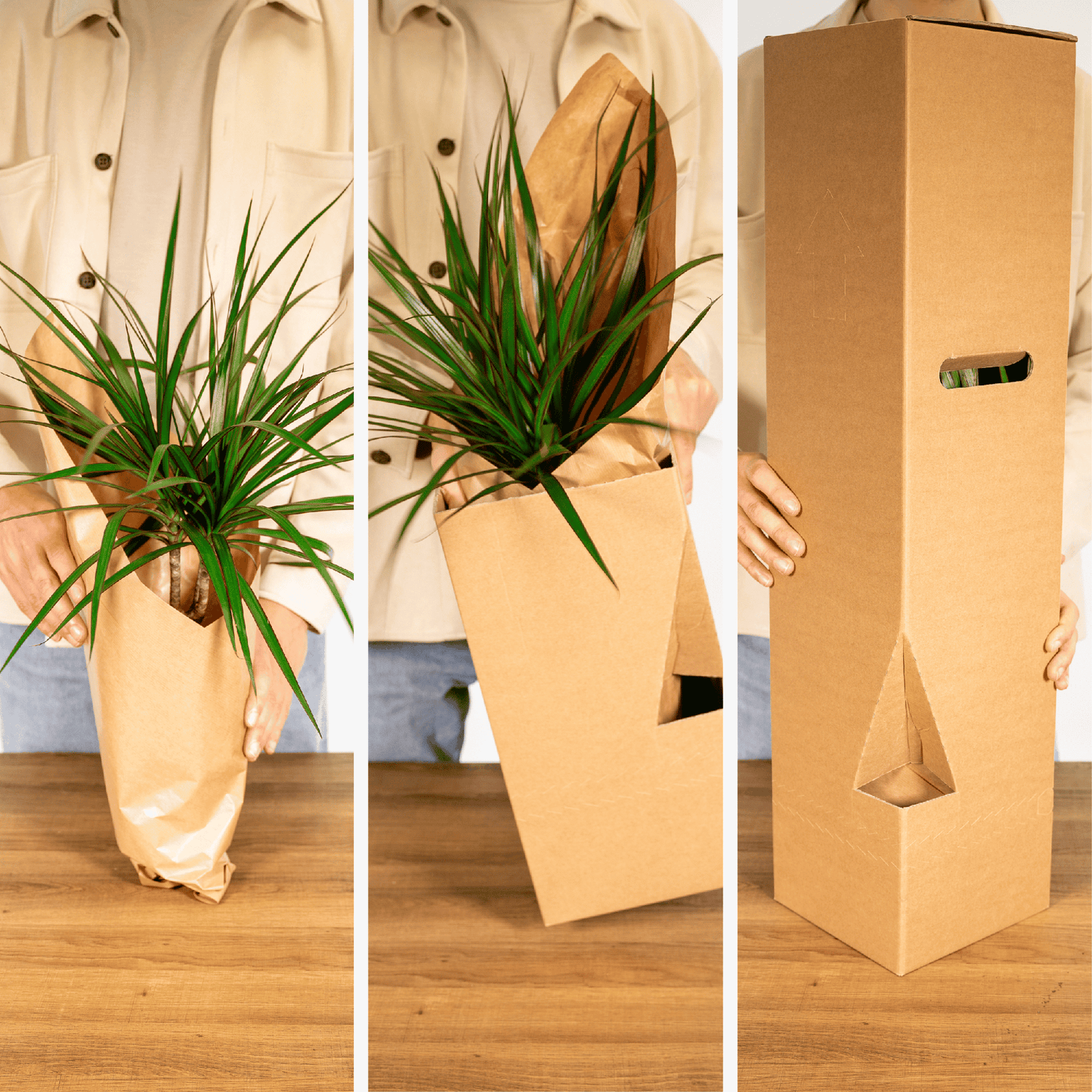 Sansevieria im Glaszylinder 12cm – dekorativ | Pflanzfix24.de - Pflanzfix24.de