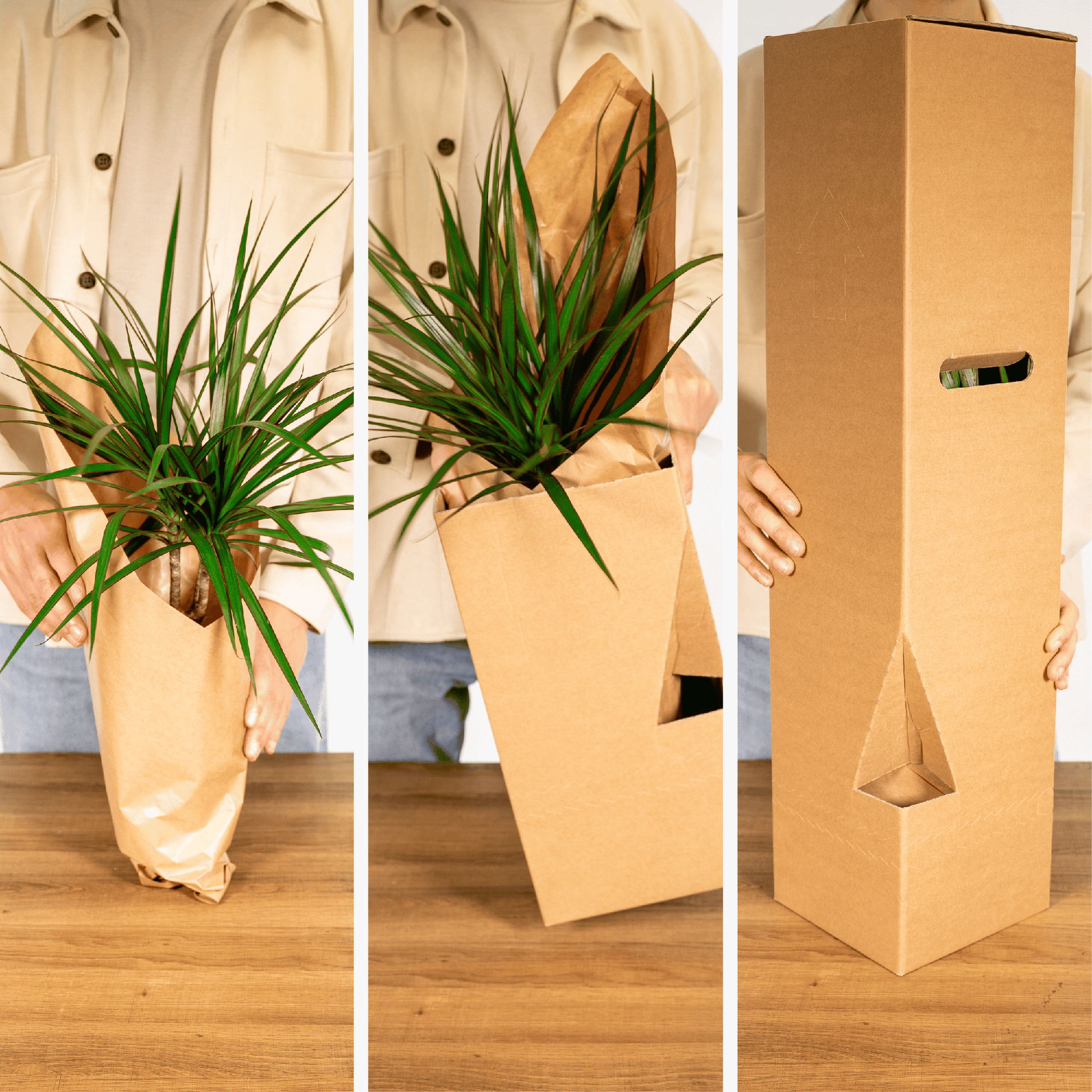 Sansevieria im Glaszylinder 12cm – dekorativ | Pflanzfix24.de - Pflanzfix24.de