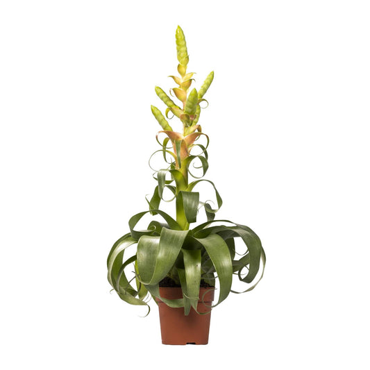 Tillandsia Samantha - Ø12cm - ↕55cm bei Pflanzfix24