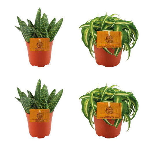 2er Set Aloe Paradisicum + Chlorphytum Bonnie - Ø10.5cm - Pflanzfix24