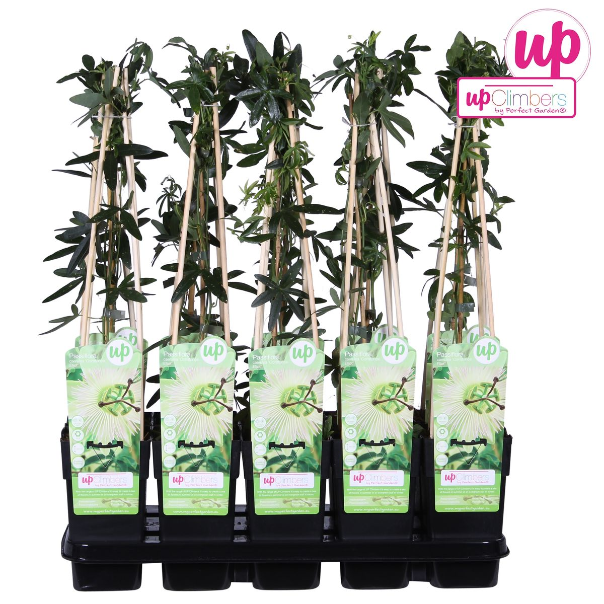 Passiflora Constance Elliot Weiß Ø15cm – Kletterpflanze | Pflanzfix24.de - Pflanzfix24.de