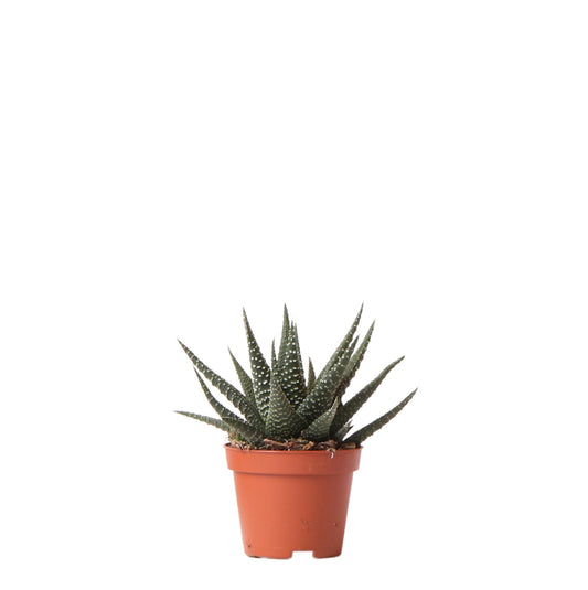 Kolibri Greens Haworthia Royal Highness Sukkulente Ø6cm | Pflanzfix24.de - Pflanzfix24.de