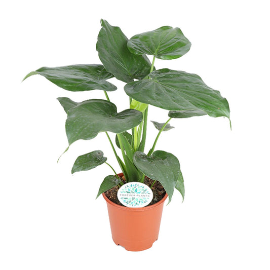 Alocasia Cucullata - Ø21cm - pflanzfix24