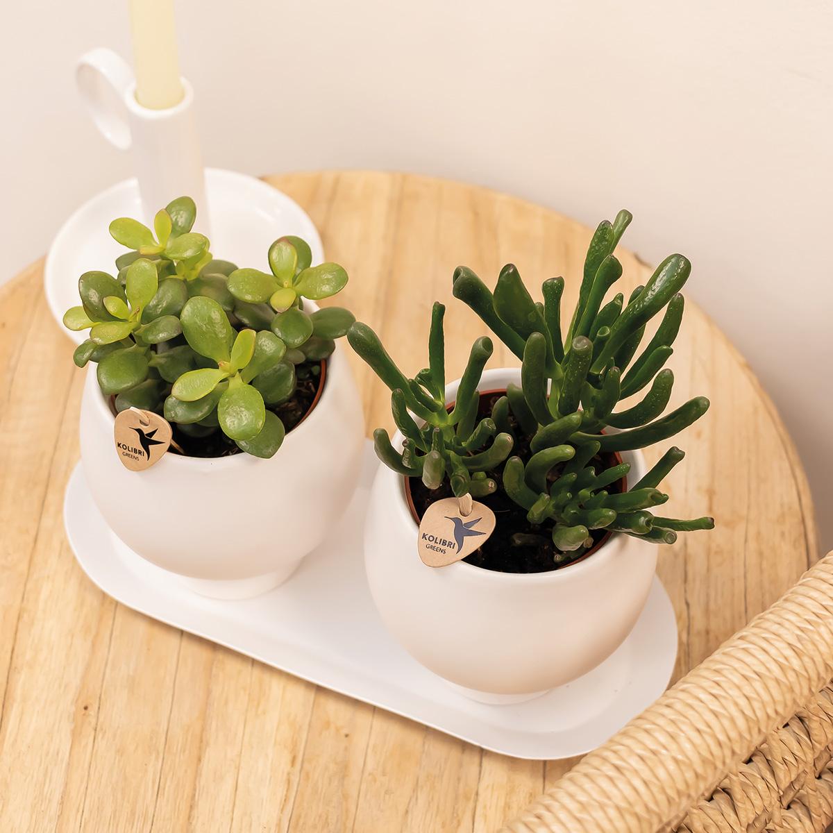 Kolibri Home ovales Tablett Weiß Ø30cm | Pflanzfix24.de - Pflanzfix24.de