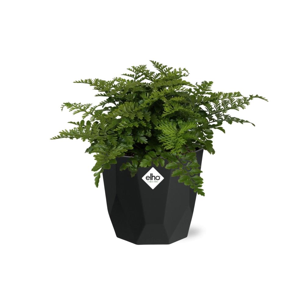 Asplenium Parvati Farn in 14cm Topf - Pflanzfix24