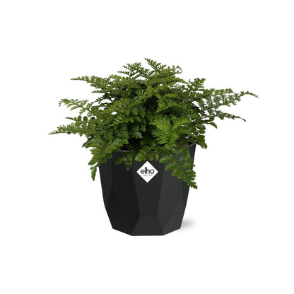 Asplenium Parvati Farn in 14cm Topf - Pflanzfix24