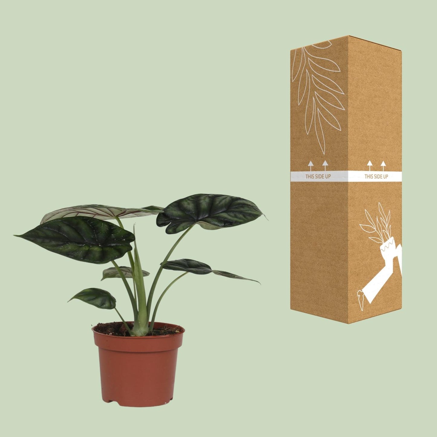 Alocasia Dragon Scale - Ø17cm - ↕35cm bei Pflanzfix24