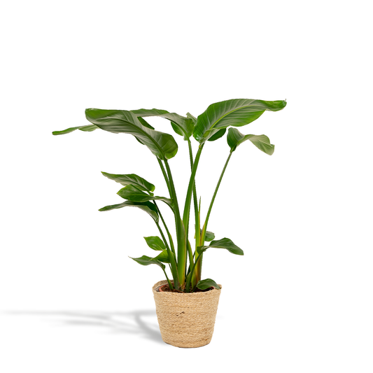 Strelitzia Nicolai 90cm + Korb Selin – Pflanzfix24.de - Pflanzfix24.de