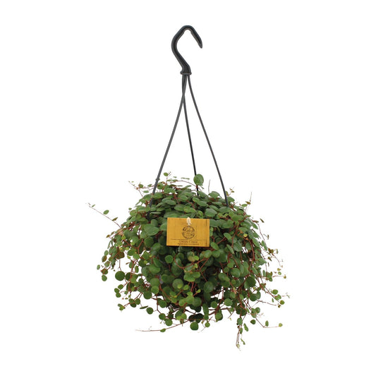 Peperomia Pepperspot - Ø15cm - ↕25cm - Pflanzfix24