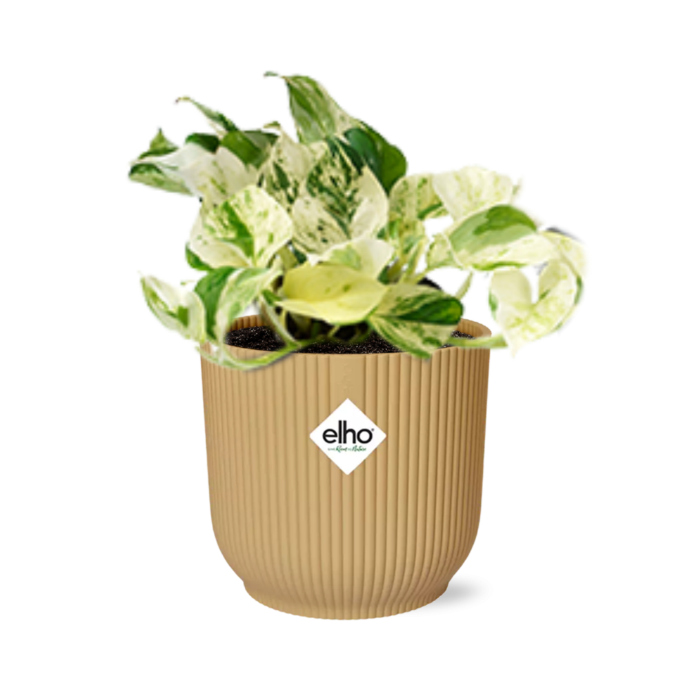 Epipremnum Pinnatum Happy Leaf in ELHO Vibes Fold 14cm geel - Pflanzfix24