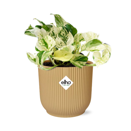 Epipremnum Pinnatum Happy Leaf in ELHO Vibes Fold 14cm geel - Pflanzfix24