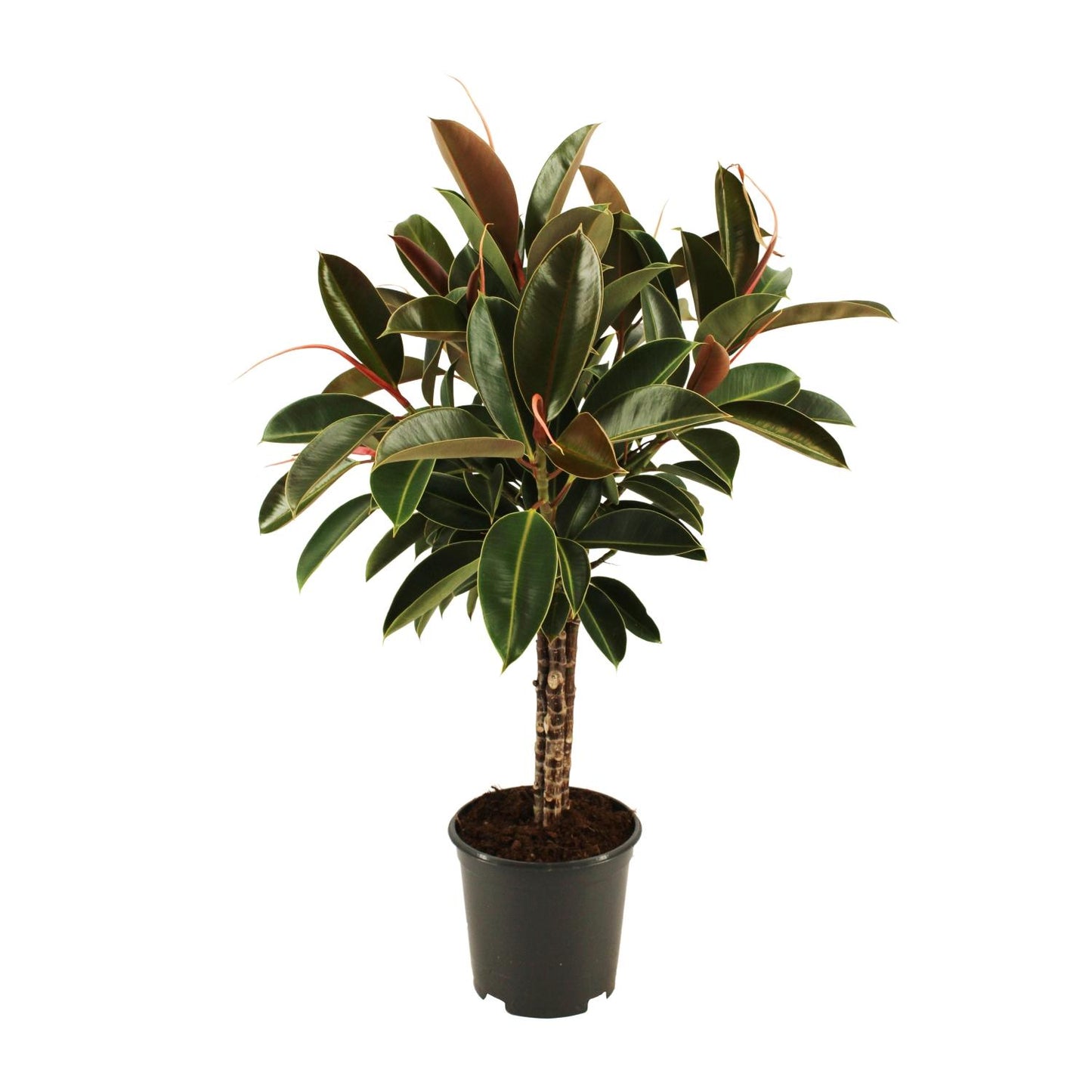 Ficus elastica Melany stam - Ø21cm - ↕90cm - Pflanzfix24