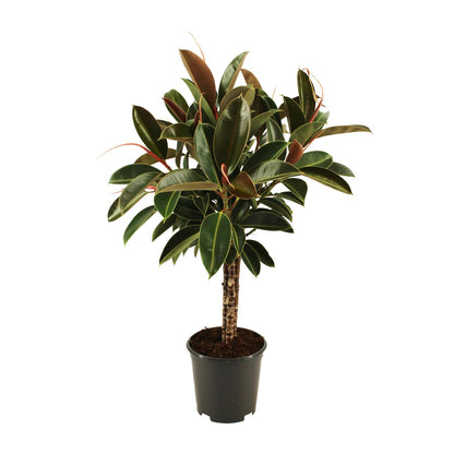 Ficus elastica Melany stam - Ø21cm - ↕90cm - Pflanzfix24