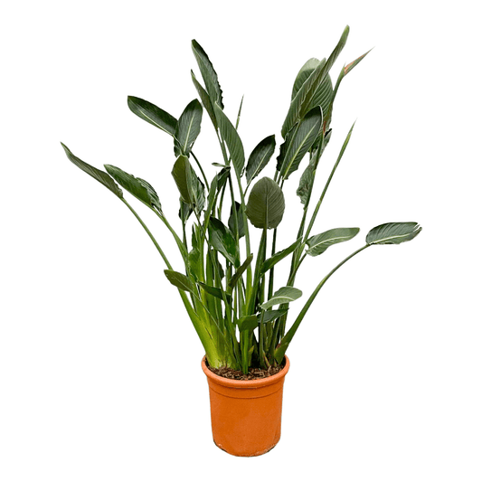 Strelitzia Reginae XL 160cm ⌀30 cm – Paradiesvogel Pflanze – Pflanzfix24.de - Pflanzfix24.de