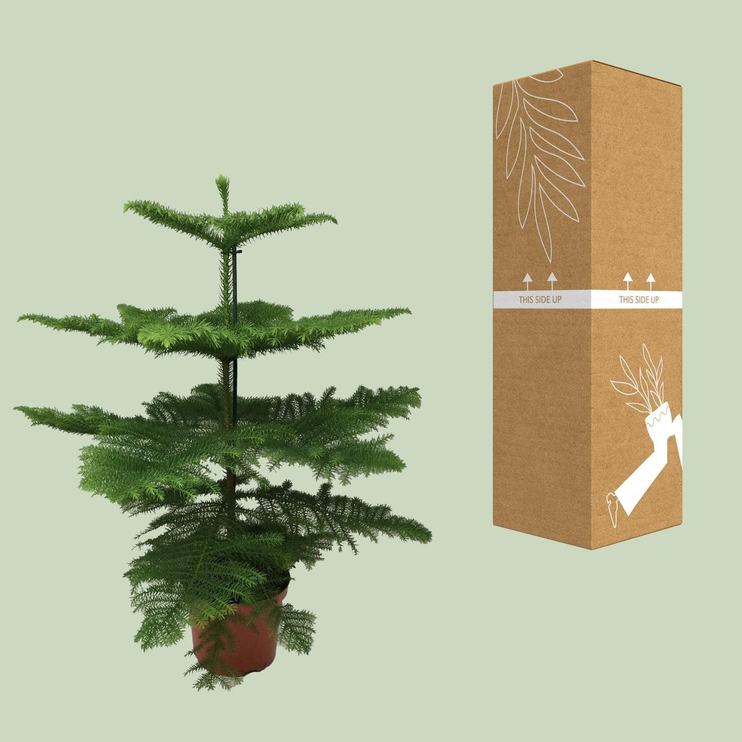 Araucaria Heterophylla 70 cm im Ø21 cm Topf – Pflanzfix24