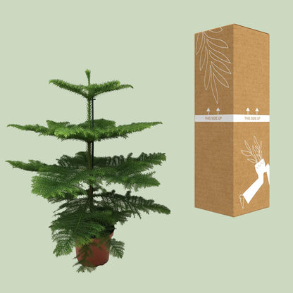 Araucaria Heterophylla 70 cm im Ø21 cm Topf – Pflanzfix24