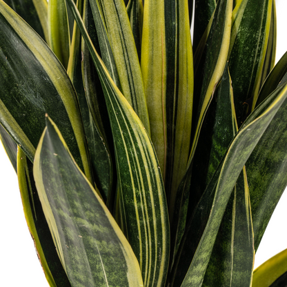 Sansevieria Trifasciata Canary Ø17cm | Pflanzfix24.de - Pflanzfix24.de