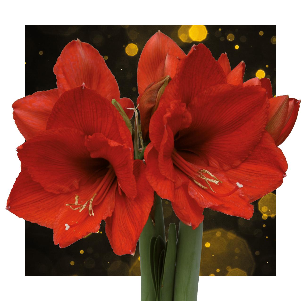 No Water Flowers® Univerz Saturnus Mix (3er Pack) + Rote Blume - Pflanzfix24